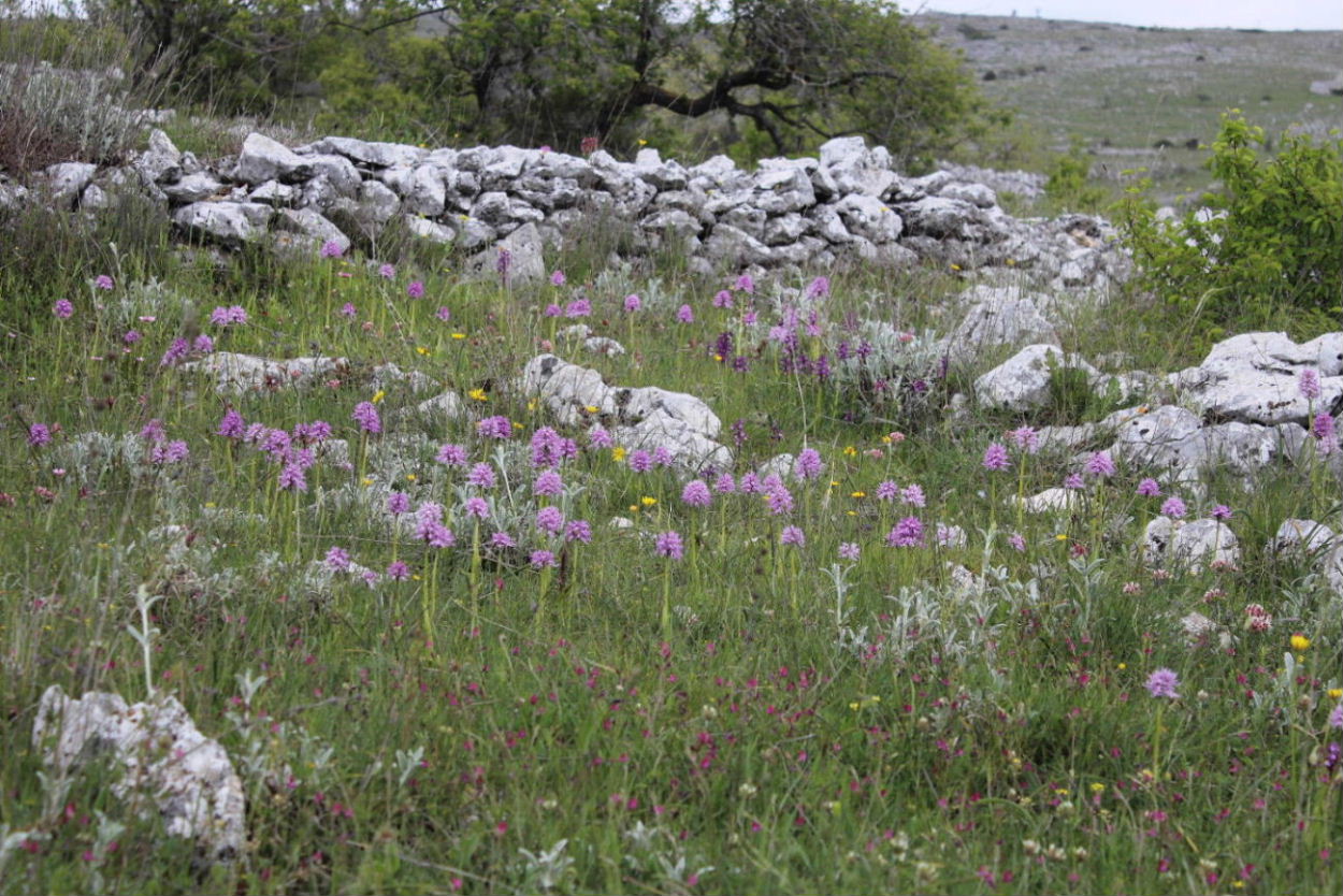 Orchidee dal promontorio del Gargano